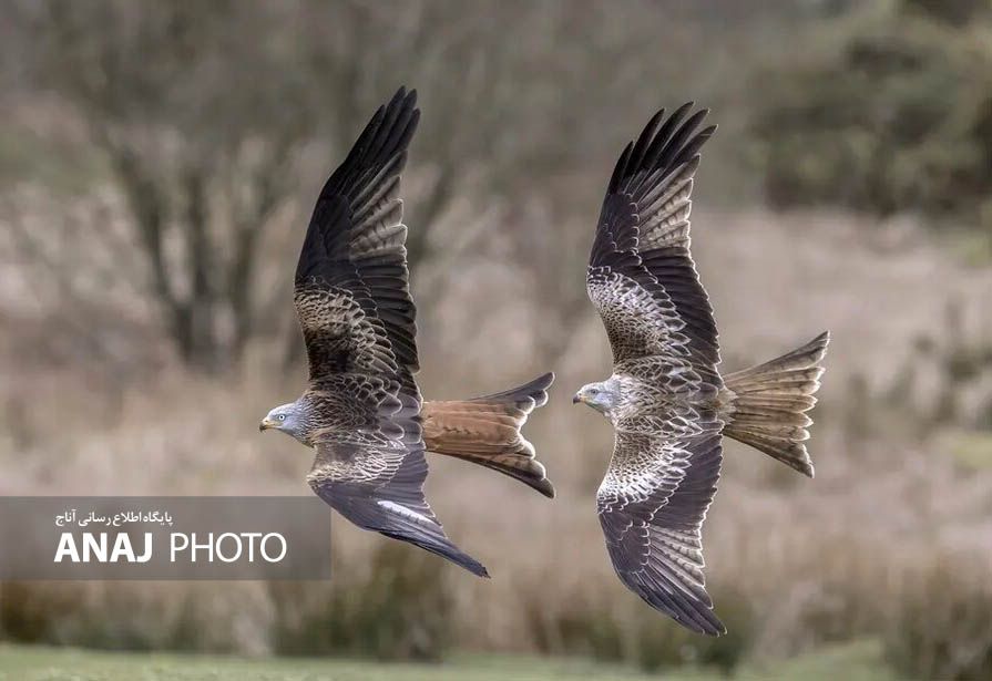 تصاویر منتخب حیات وحش هفته‎