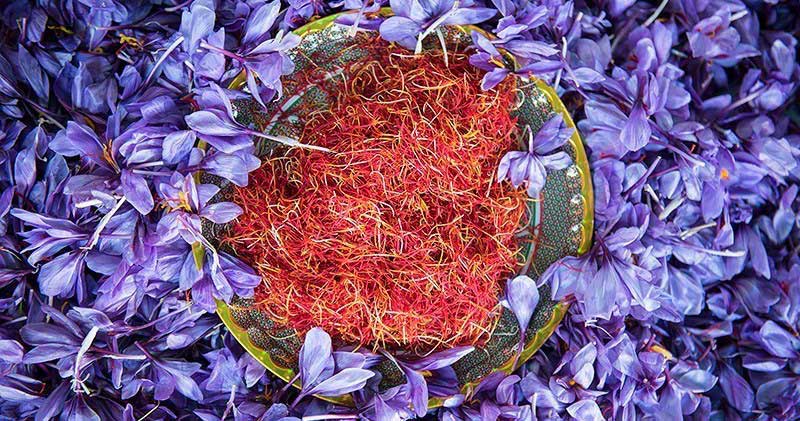 افزایش ۳۰ درصدی برداشت زعفران در استان/ رتبه اول مرند در تولید زعفران