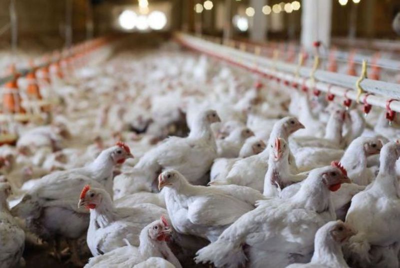 آنفلوانزای مرغی در استان مشاهده نشده است