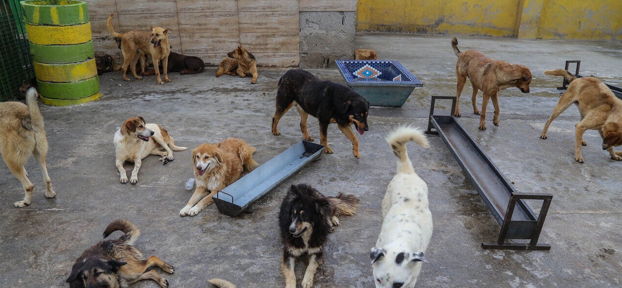 بی‌توجهی شهرداری به عقیم‌سازی سگ‌های ولگرد/ درمان حیوانات با ارثیه پدری