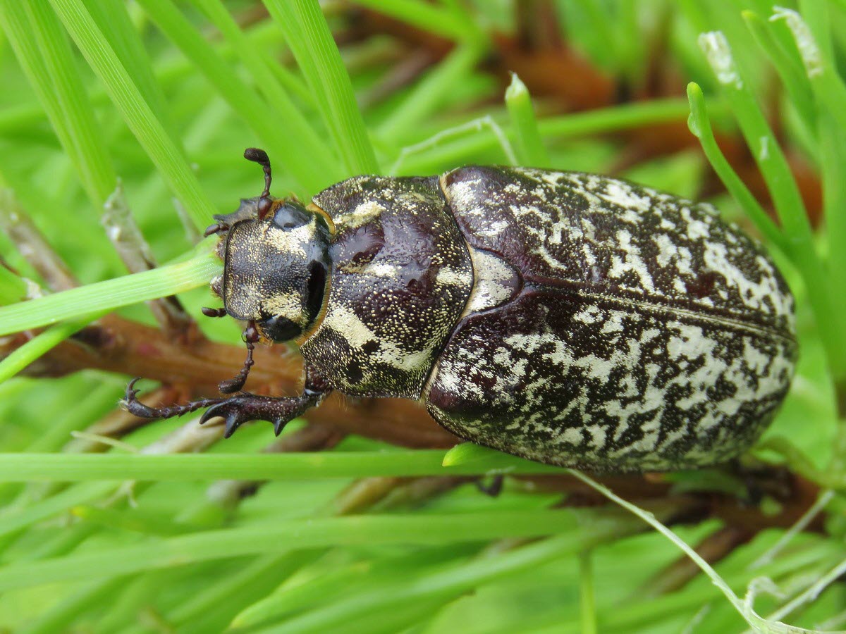 جولان «اریح گیزاردان» در پارک‌های تبریز