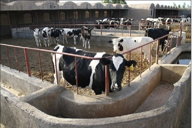 وقتی به جای علوفه به گاوها بروکراسی تحویل می دهند