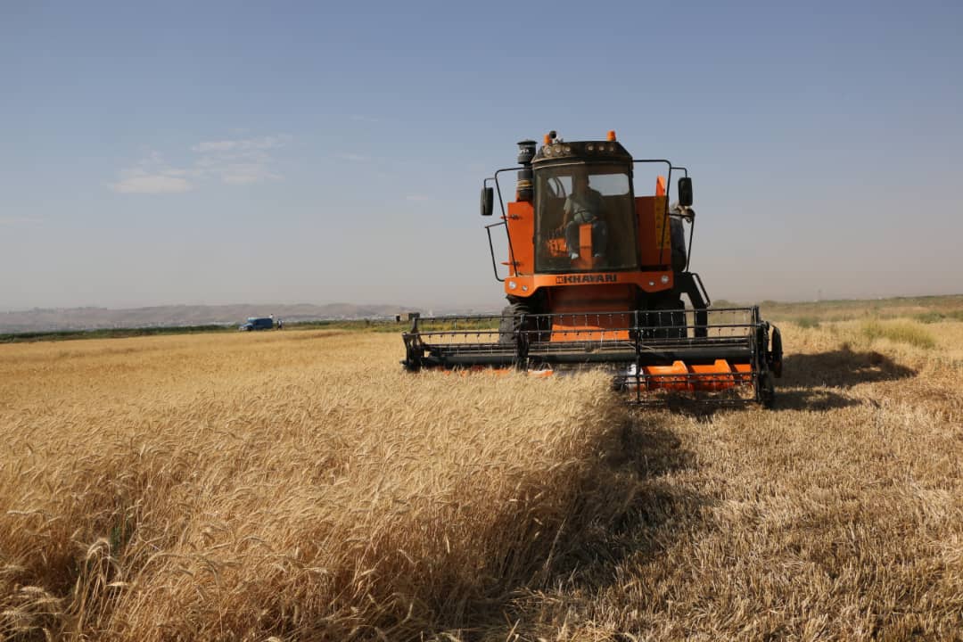 پرداخت زکات توسط گندم‌کاران آذربایجان‌شرقی