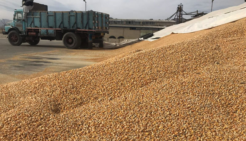 کشف ۲۵ تن نهاده دامی خارج از شبکه توزیع در مراغه