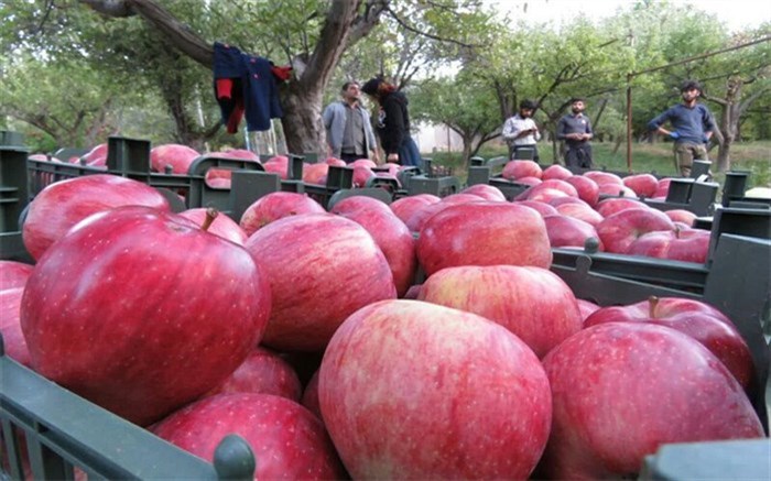 ثبت رکورد تولید سیب توسط باغدار مراغه‌ای/ 174 تن سیب در هر هکتار