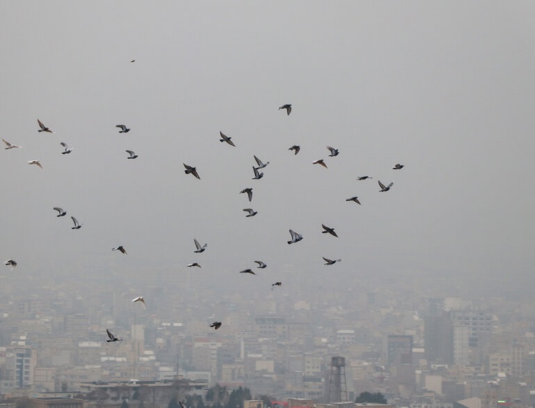 خیانتی به اسم مازوت در تبریز!