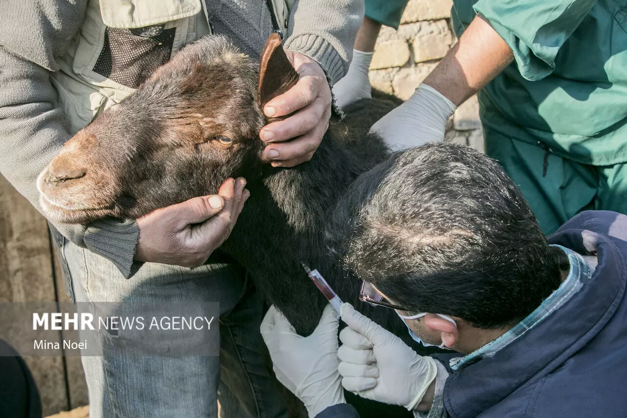 واکسیناسیون دام‌های مناطق حاشیه ای شهر تبریز توسط گروه‌های جهادی