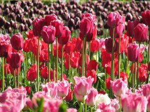 طرح باغات لاله در پارک بزرگ تبریز اجرا می‌شود