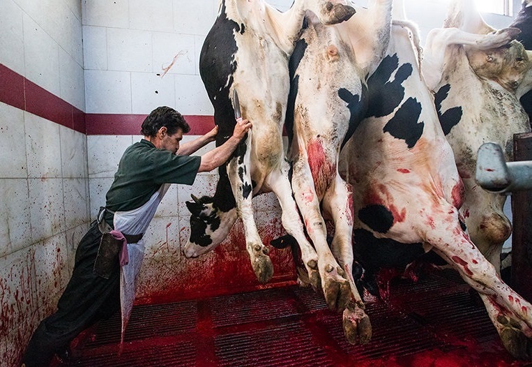 مدیرعامل کشتارگاه تبریز: از کشتار دام‌های آبستن با جدیت جلوگیری می‌شود