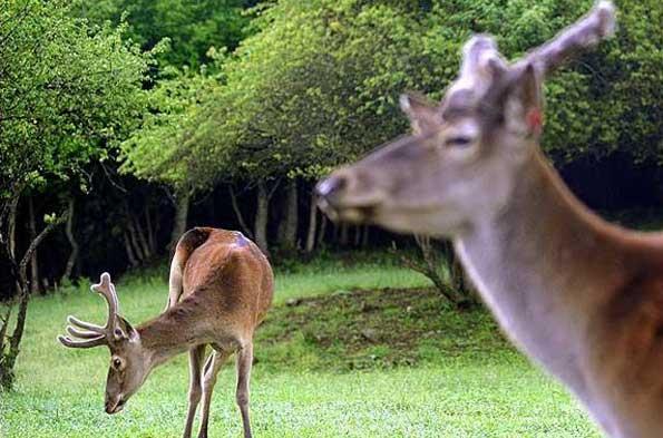 آغاز سرشماری حیات وحش منطقه حفاظت شده ارسباران آذربایجان‌شرقی