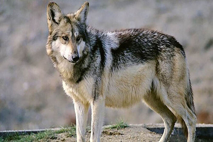 ترس از گرگ آدمخوار در هشترود