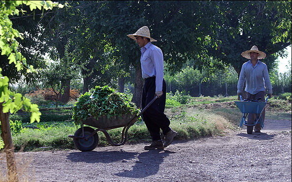 ورود فاضلاب آلوده به کانال‌های کشاورزان تبریز
