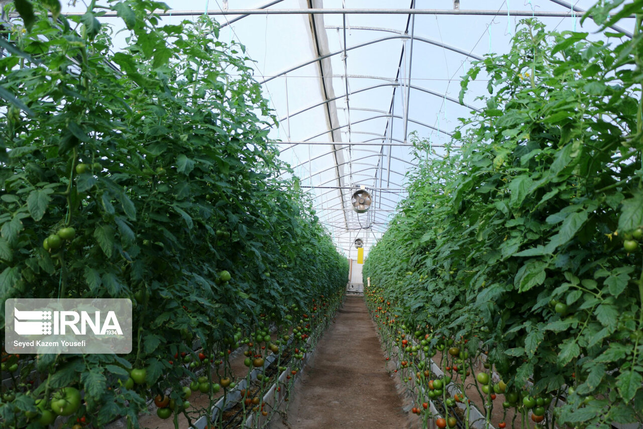 رتبه دوم آذربایجان شرقی در توسعه گلخانه