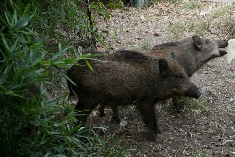 شکارچیان غیرمجاز در هریس دستگیر شدند