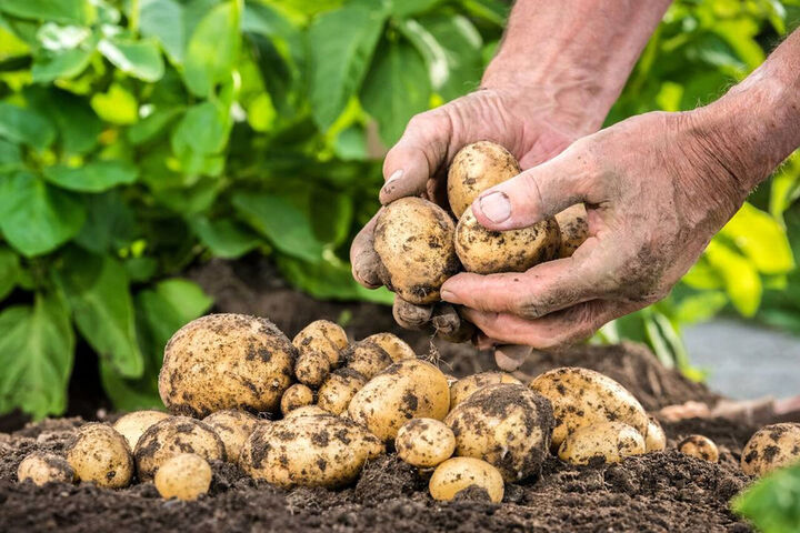 بازگشت محصولات کشاورزان ایرانی ربطی به سموم ندارد