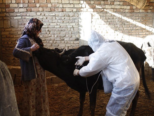 واکسیناسیون دامها ضد تب برفکی در آذربایجان شرقی