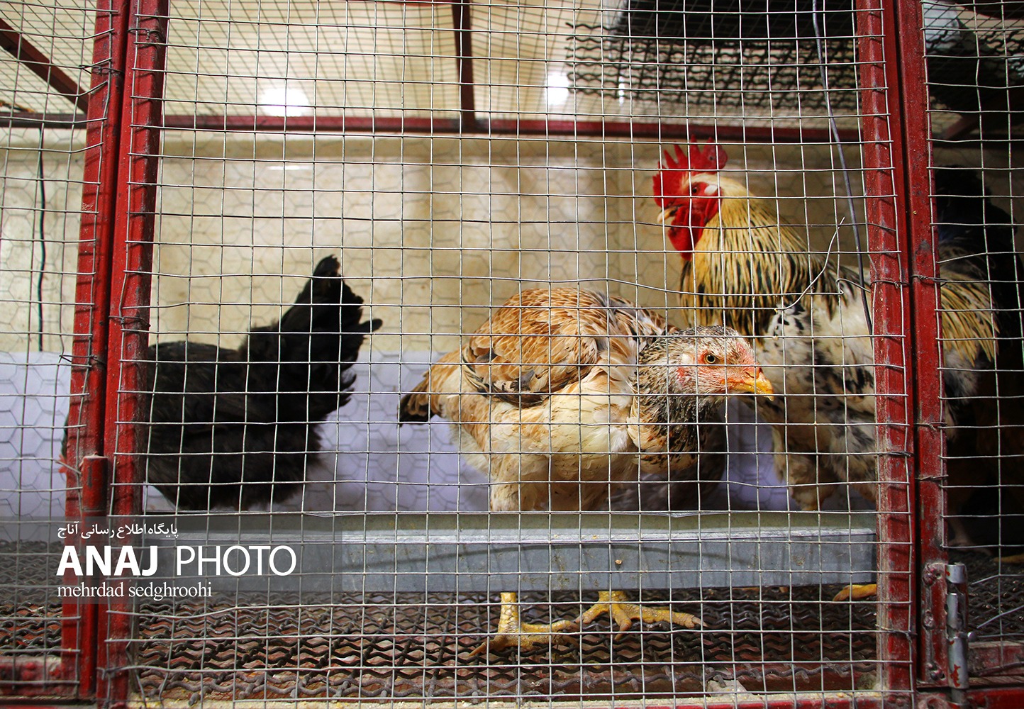 فروش مرغ و خروس در تبریز