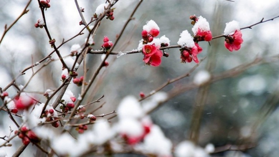 بارش برف در هفتمین روز از بهار در تبریز/ منتظر هوای گرم از دوشنبه در آذربایجان شرقی باشید