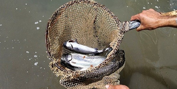 افزایش 9 هزار تنی تولید آبزیان در آذربایجان‌شرقی