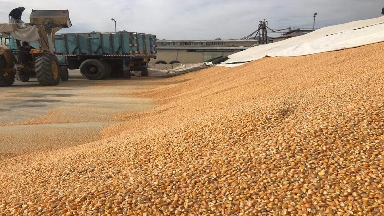 تعاون روستایی آذربایجان شرقی ۹۸ هزار تن نهاده دامی توزیع کرد