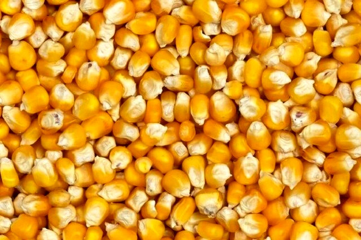 کشف ۲۵ تُن ذرت قاچاق در میانه