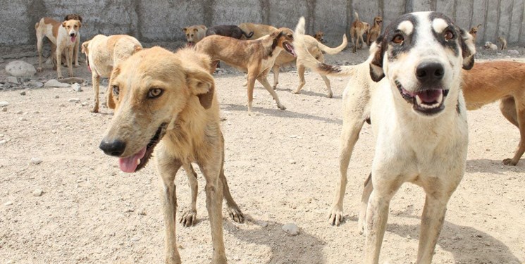 «سگ‌های بلاصاحب» را چه باید کرد؟