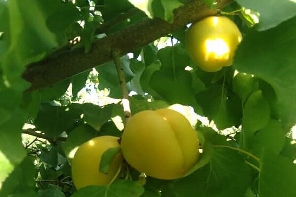 فعالیت ۳۷۰۰ نفر در تولید و فرآوری زردآلو در شهرستان مرند