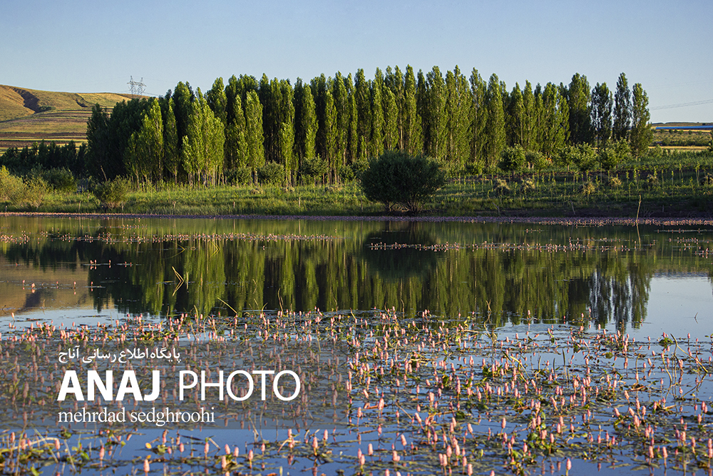 منظره ای در دل طبیعت ، الخلج