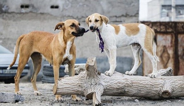 سرنوشت سگ‌های ولگرد به کجا می‌رسد؟