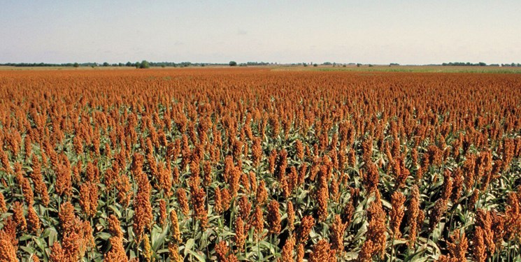 کاشت سورگوم دانه‌ای برای اولین‌بار در استان آذربایجان شرقی