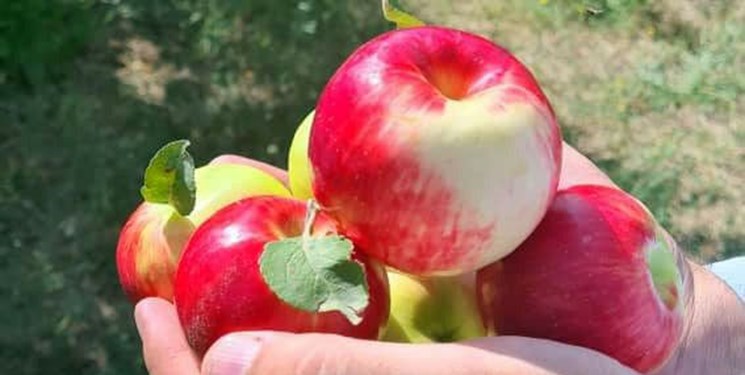 «قیزیل آلما» اهر در در آن سوی مرزها