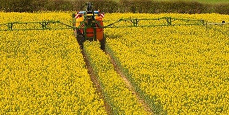 کشت کلزا در 3500 هکتار از اراضی آذربایجان شرقی