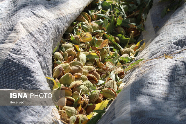 برداشت بیش از ۵۳۵ تن بادام از باغات مرند