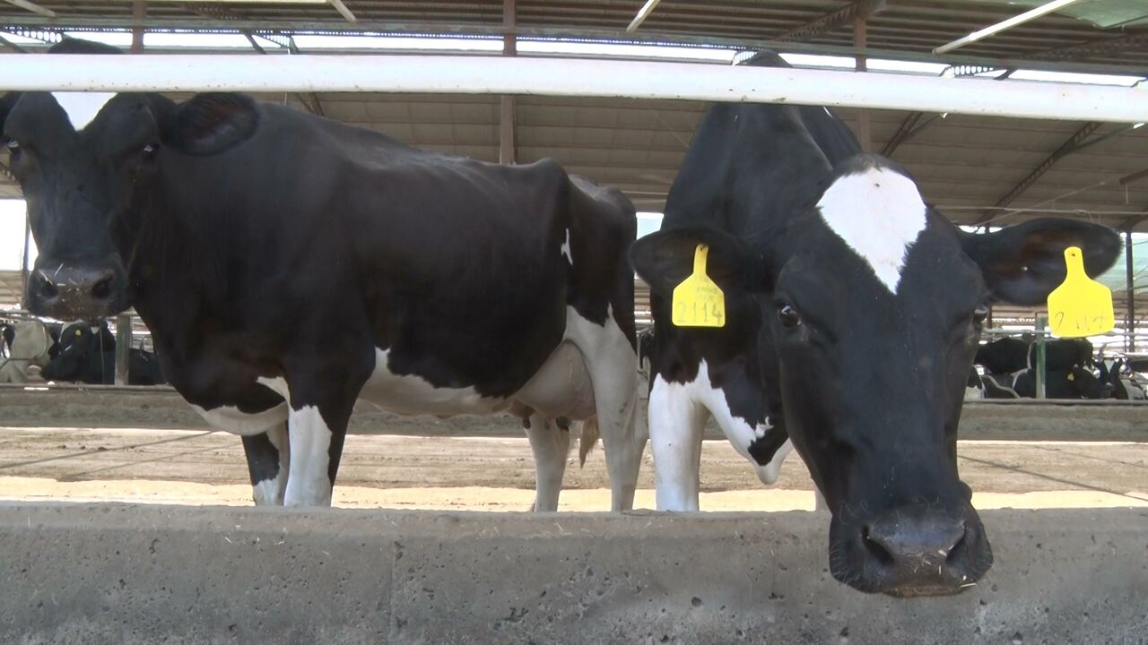 ۵.۳ میلیون راس دام در آذربایجان شرقی پلاک کوبی شد