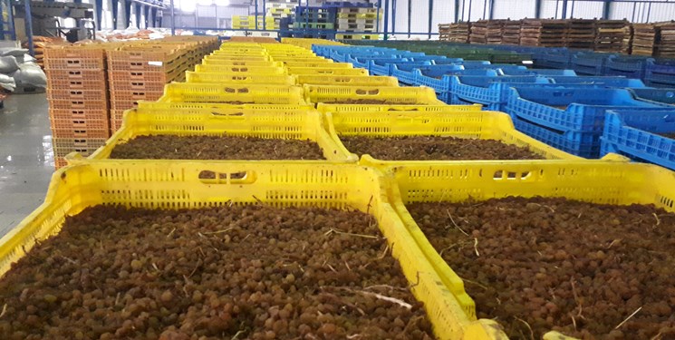 لزوم صادرات‌محور کردن انگور ملکان/ دلال‌بازی به بازار کشمش هم رسید