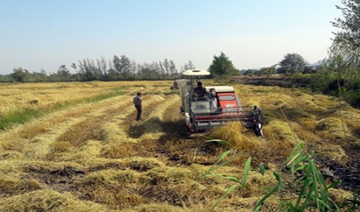 برداشت برنج در خداافرین آغاز شد