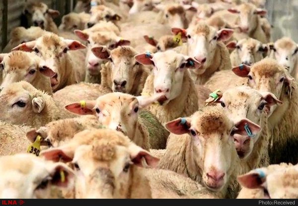 صدور مجوز صادرات دام زنده در آذربایجان شرقی