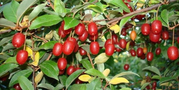 تولید 1370 تن سنجد در آذربایجان و صادرات به دنیا