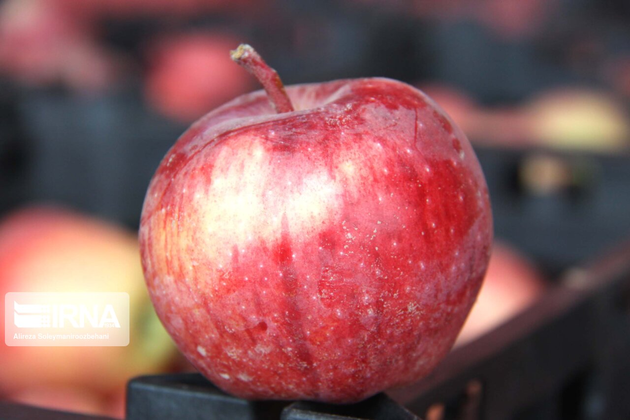 کاهش ۵۰ هزار تنی تولید سیب در مراغه
