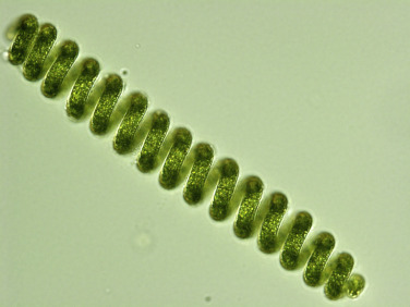 کشت صنعتی جلبک اسپیرولینا در تبریز