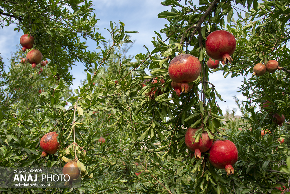 فصل انار در روستای دوزال جلفا