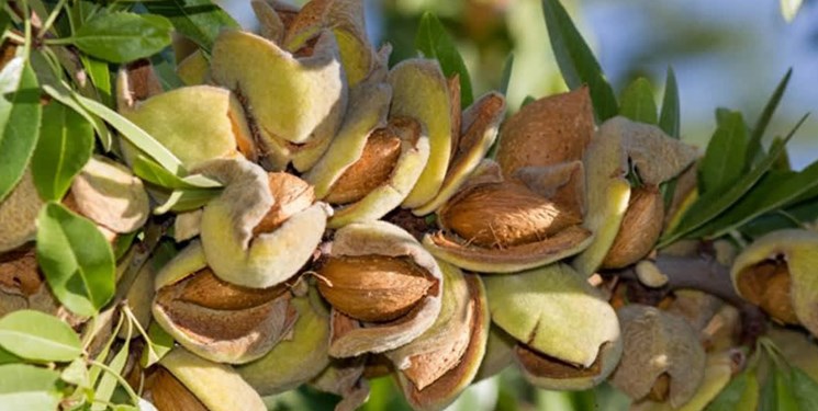 تولید بیش از 8250 تن محصول بادام در استان آذربایجان شرقی