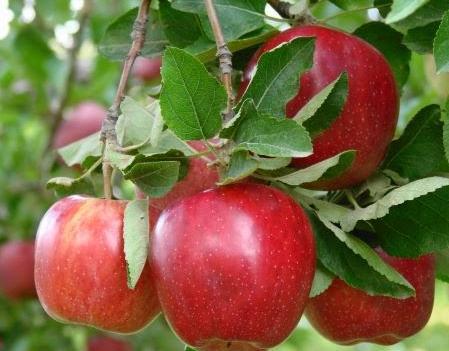 آغاز برداشت متفاوت ترین وخوش عطرترین سیب آذربایجان شرقی از باغات شهر زنوز