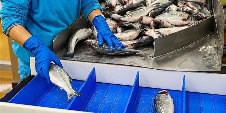 صادرات بیش از 1600 تن محصولات شیلاتی از آذربایجان شرقی