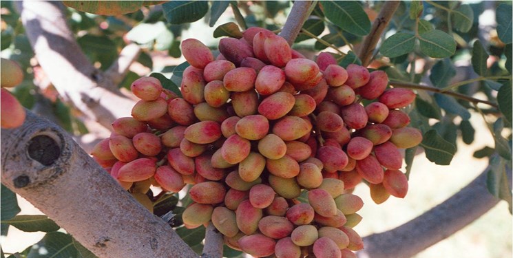 برداشت سالانه 1400 تن پسته در آذربایجان شرقی