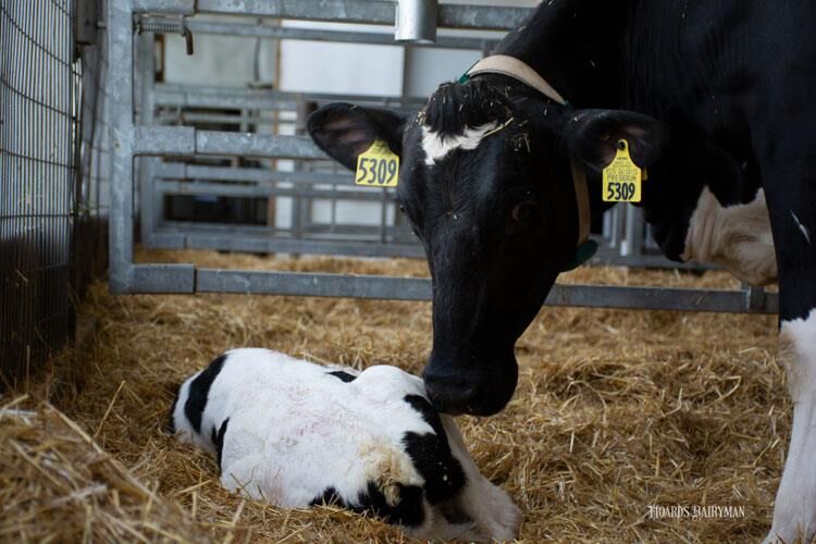 ۲۲ هزار راس دام در آذربایجان‌شرقی تلقیح مصنوعی شدند