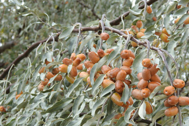 آذربایجان شرقی قطب اول تولید سنجد کشور