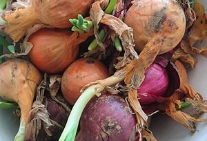 علامت پیازهایی که قابل استفاده نیستند