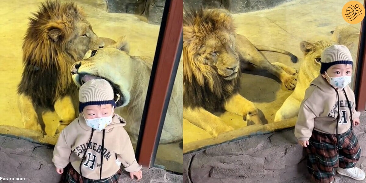 فیلم/ تلاش شیر برای بلعیدن یک کودک!