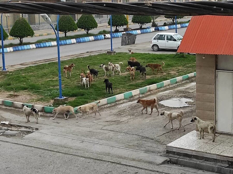 زمستان سرد، سگ‌های بلاصاحب را به شهر بازگرداند/ از جمع آوری اصولی چه خبر؟!